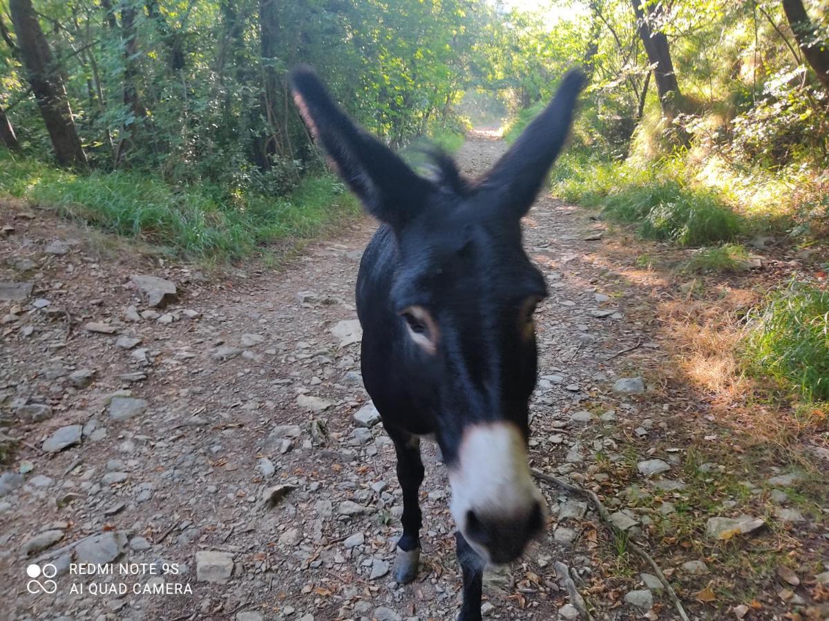 La Gallina Nel Castello Citr Oo9002-Beb Oo11 Albenga Extérieur photo