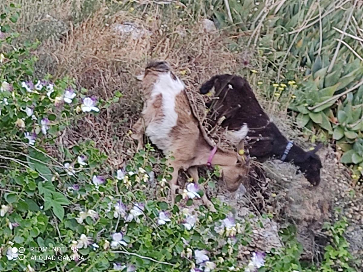 La Gallina Nel Castello Citr Oo9002-Beb Oo11 Albenga Extérieur photo